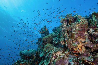 View of fish swimming underwater