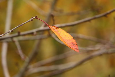 Close-up of maple leaves on branch