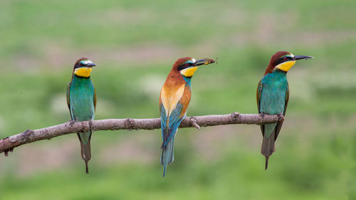 Close-up of birds perching on branch