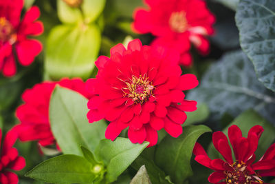 Close-up of red flowering plants