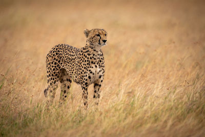 Side view of cheetah standing on field in forest