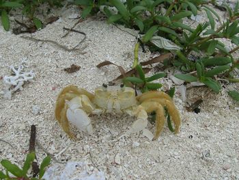 Close-up of lizard on sand at beach