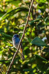 Close-up of a bird perching on branch