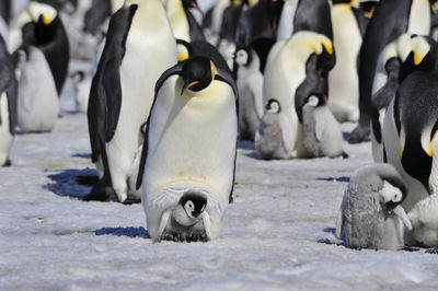 View of birds in snow