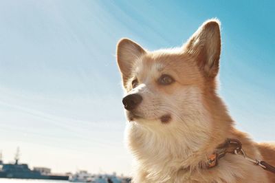 Close-up of a dog looking away