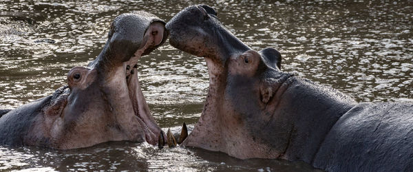 Close-up of hippopotamus with mouth open fighting in lake