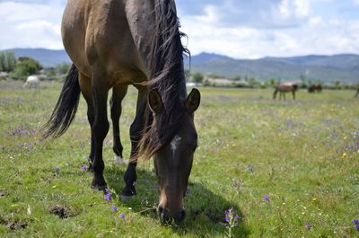 Horse grazing on field