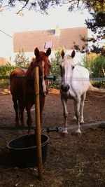 Horses standing on field