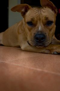 Close-up portrait of dog relaxing at home