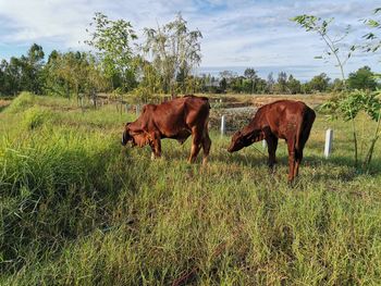 Horses grazing in a field