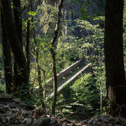 Trees growing in forest