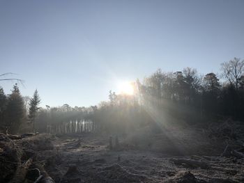 Trees on field against bright sun