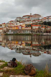 Two ducks and coimbra view with reflection on mondego river