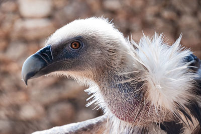 Close-up of  a vulture