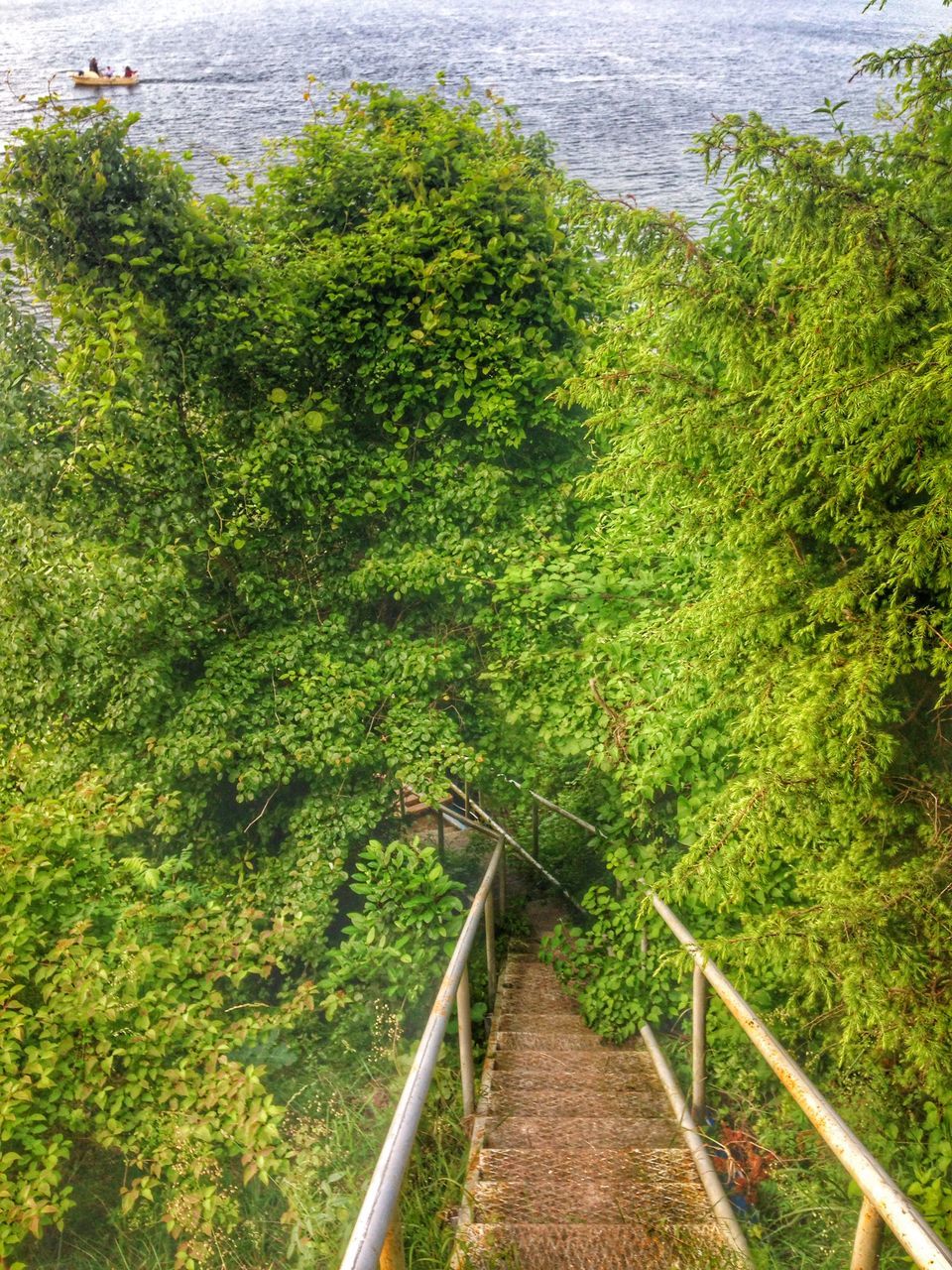 railing, water, green color, tree, high angle view, growth, plant, nature, beauty in nature, tranquility, day, tranquil scene, the way forward, lush foliage, scenics, outdoors, steps, sunlight, green, no people