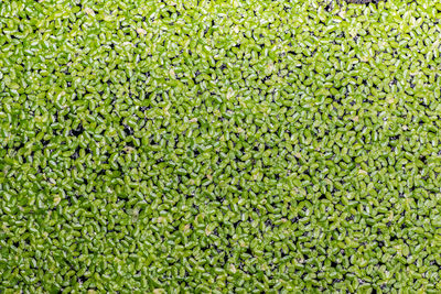 Full frame shot of duckweed in pond