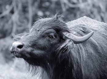 Close-up of a water buffalo