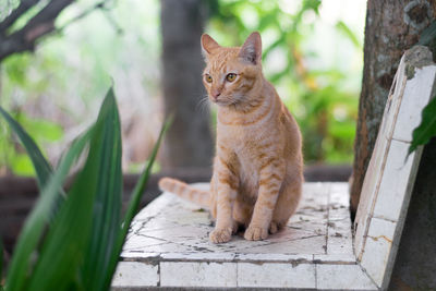 Cat sitting on a plant