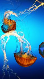 Close-up of jellyfish against blue background