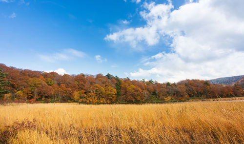 Scenic view of field against sky during autumn