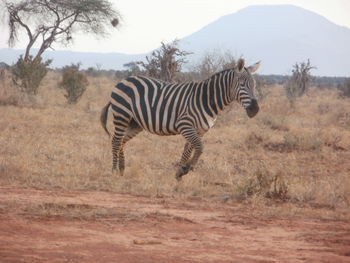 Zebras on field against sky