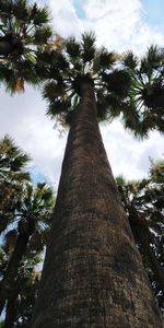 Low angle view of coconut palm trees against sky