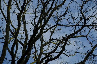 Low angle view of tree against clear sky