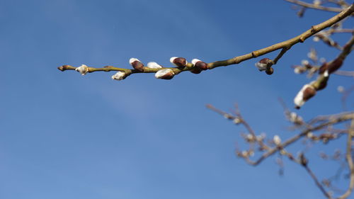 Low angle view of flowering plant against blue sky