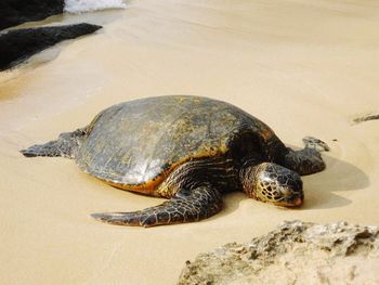 Close-up of turtle on sand at beach