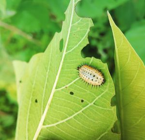 Close-up of butterfly on leaf