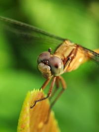 Close-up of insect on leaf