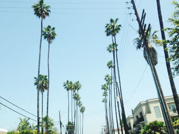 Low angle view of coconut palm trees against sky