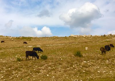 Horses in a field