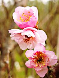 Close-up of bee on pink flowering plant