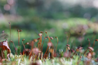 Close-up of flowering plants on field