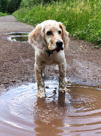 Portrait of dog drinking water