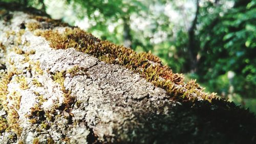 Close-up of moss growing on tree trunk