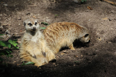 Lion relaxing on land