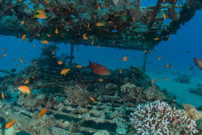 Fish swim in the red sea, colorful fish, eilat israel