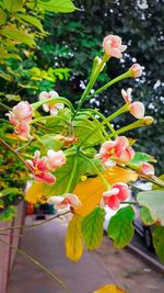 Close-up of pink flowering plant