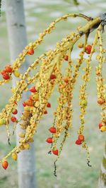 Close-up of water hanging on branch