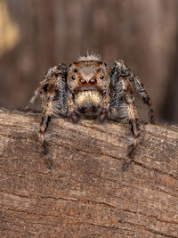 Close-up of spider