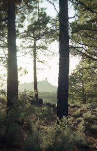 Trees in forest