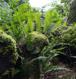 Plants growing outdoors