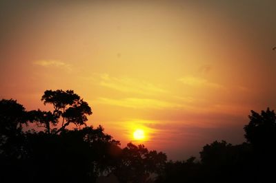 Silhouette of trees at sunset