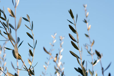 Low angle view of olive plants against clear blue sky