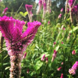 Close-up of pink flowers blooming outdoors