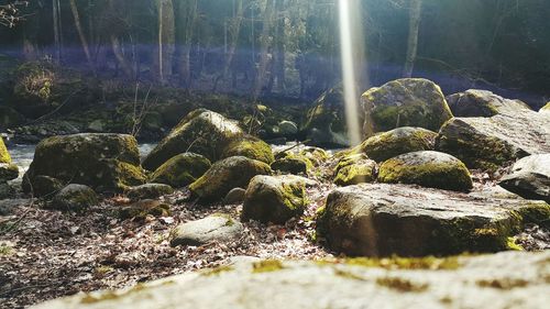 Plants growing on rocks