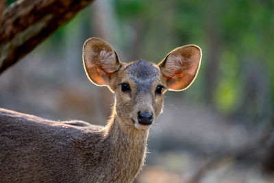 Close-up portrait of deer