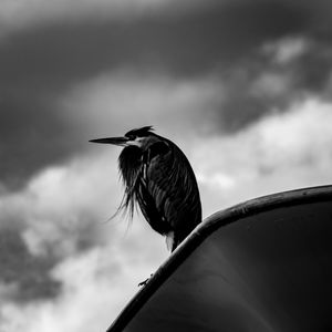 Close-up of a bird